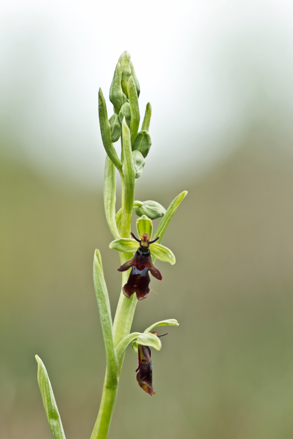 Ophrys insectifera L